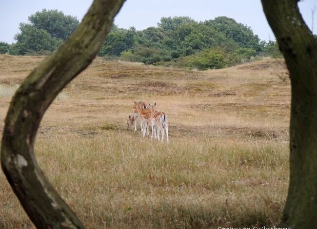 Kerstwandeling in de Waterleidingduinen